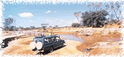 Safari